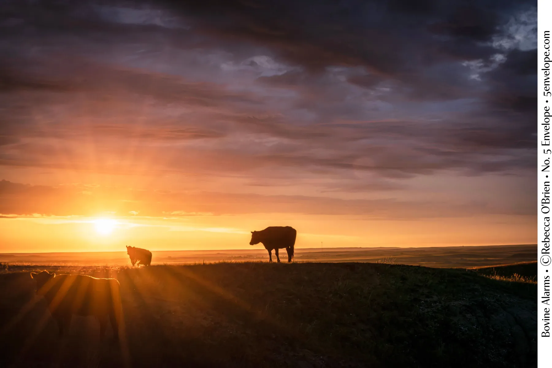 Photograph titled Bovine Alarms by Rebecca O'Brien: cattle silhouetted against a sunrise over open plains.