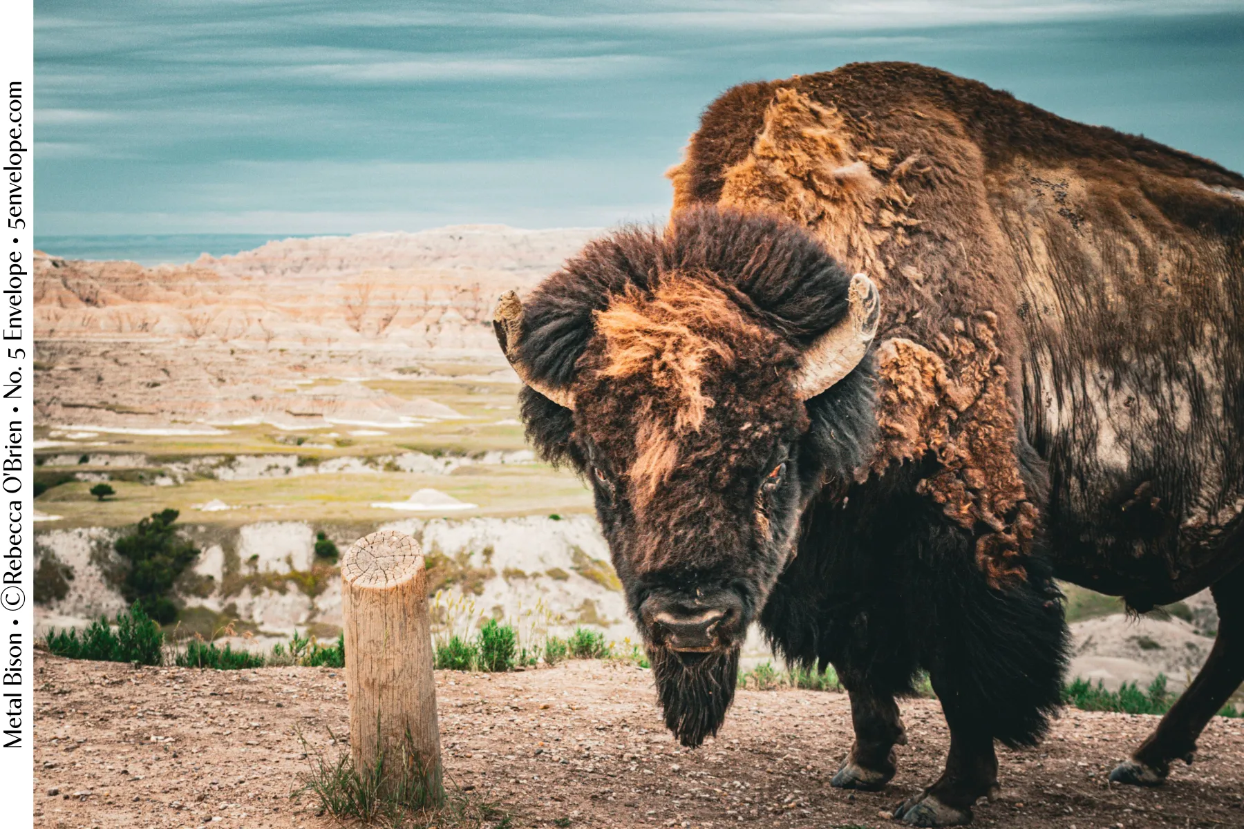 Photograph titled Metal Bison by Rebecca O'Brien: a bison standing close to the camera in a badlands landscape.